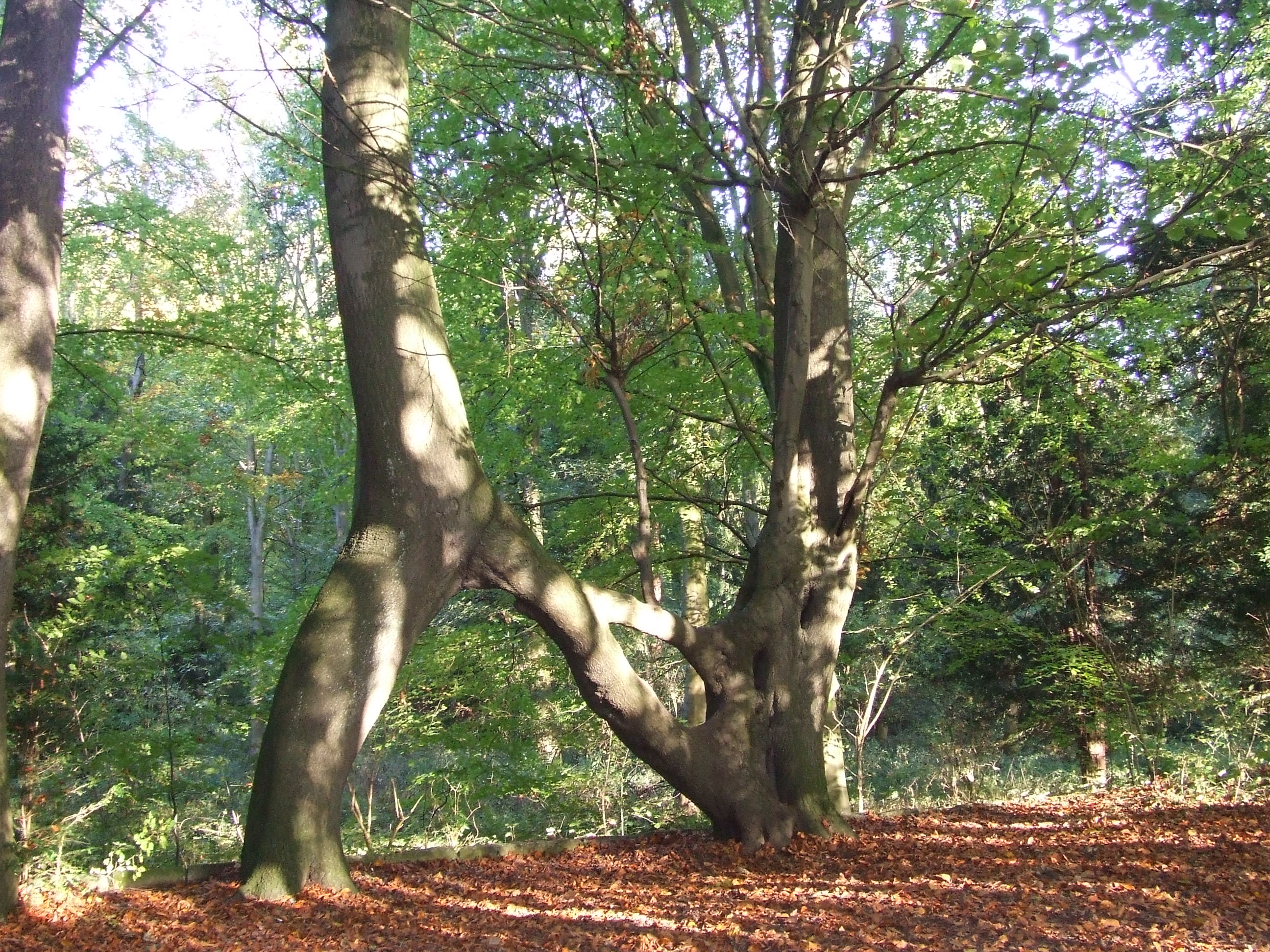Nellie's tree, the Woodland Trust England's tree of the year 2018
